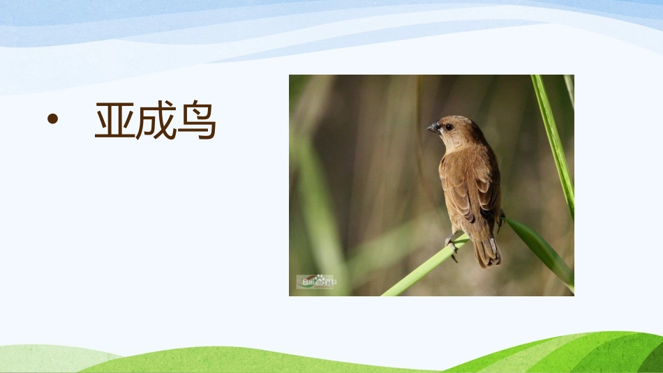 第三节青春期_第3页