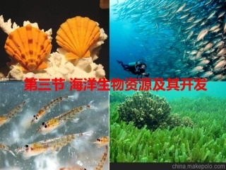 第三节海洋生物资源及其开发