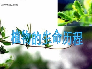 第五节光合作用和呼吸作用原理的应用