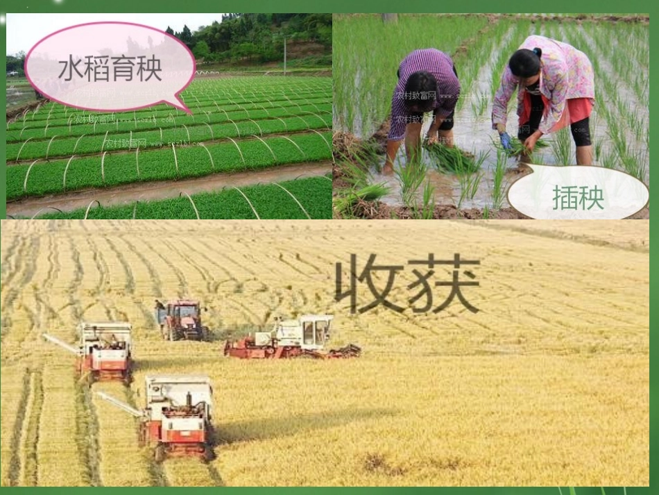 科学·技术·社会植物的组织培养_第3页