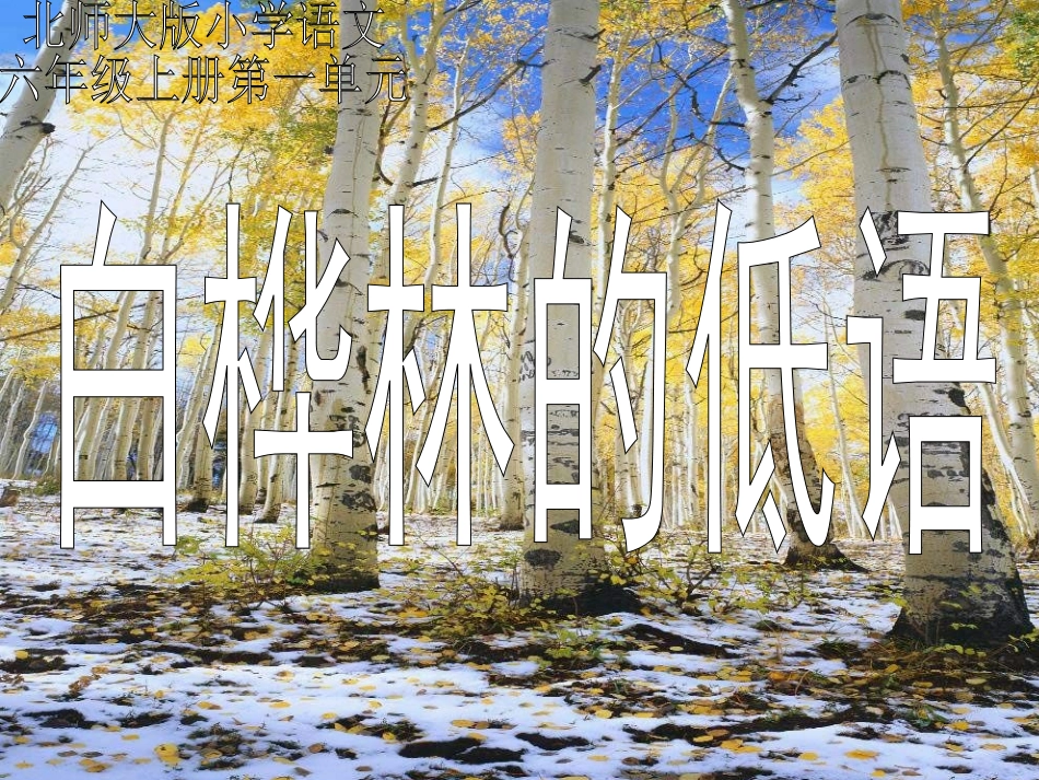 白桦林的低语-课件_第1页