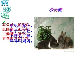 ②小山羊和小灰兔