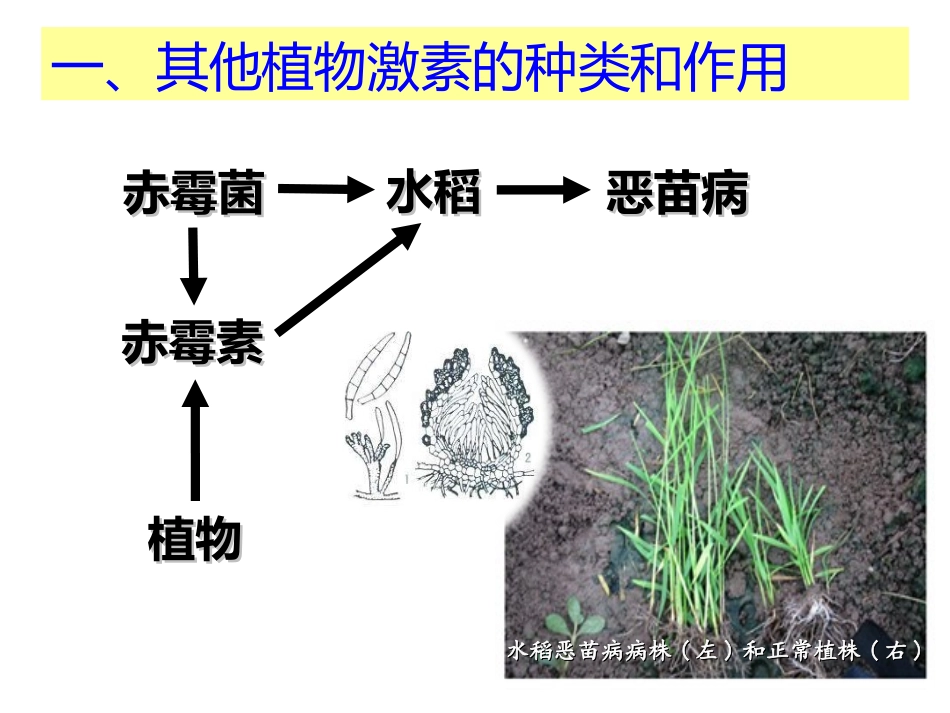 三植物激素的种类_第3页