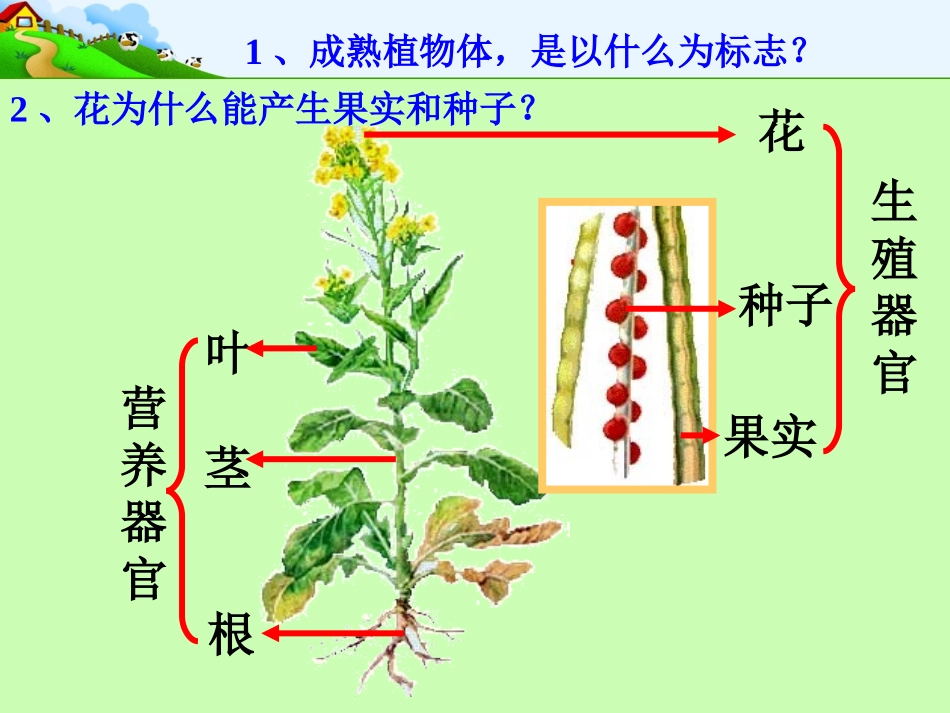 花的结构和植物的繁殖_第1页
