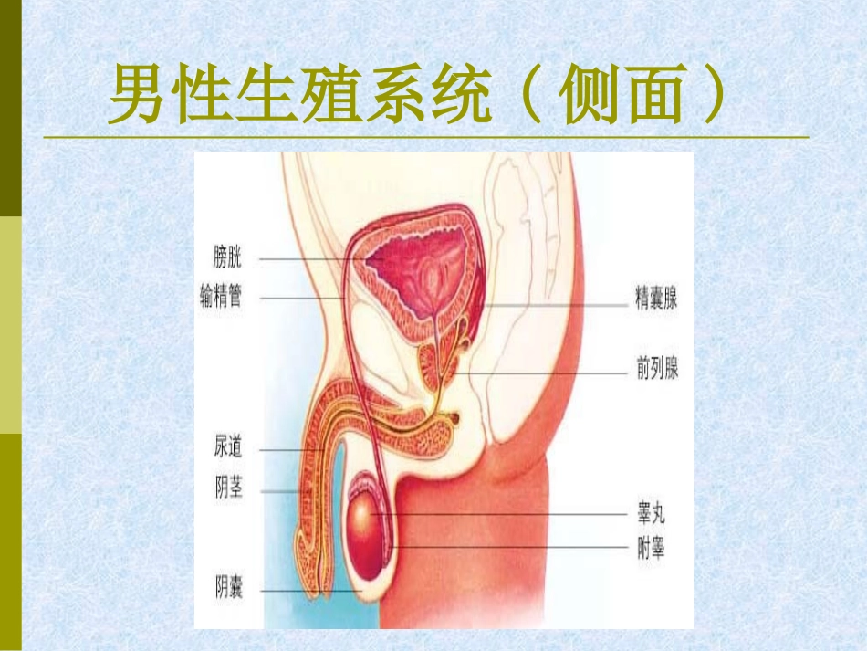 第1节人的生殖和发育_第3页