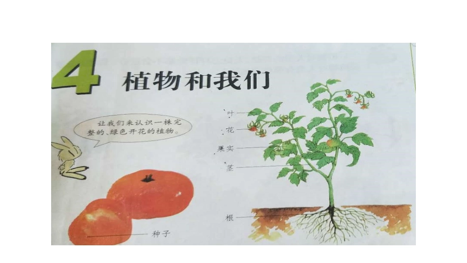 4植物和我们_第1页