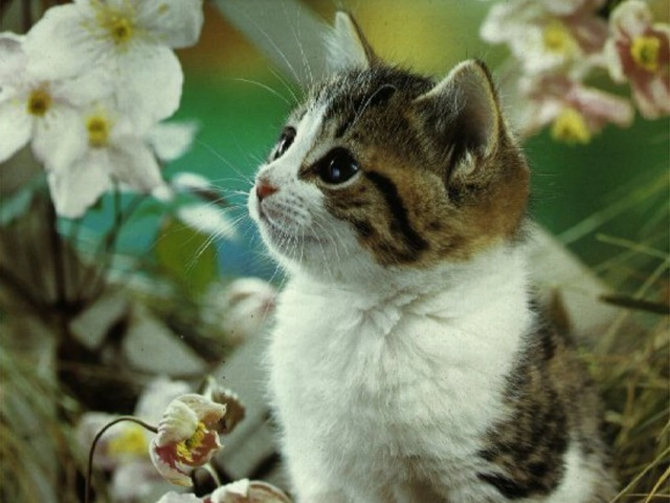 15猫-68p教学课件_第2页