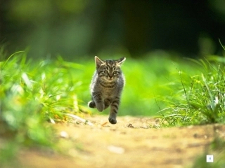 15猫-68p教学课件