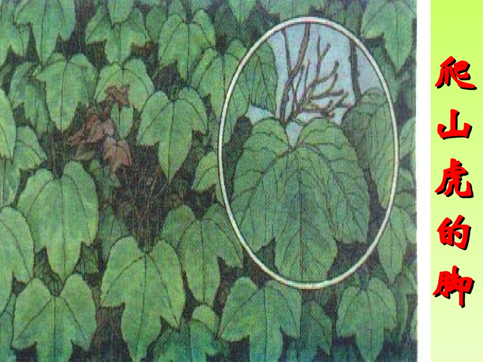 四年级上学期《爬山虎的脚》教学设计_第1页