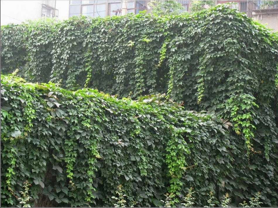 四年级上学期《爬山虎的脚》教学设计_第3页