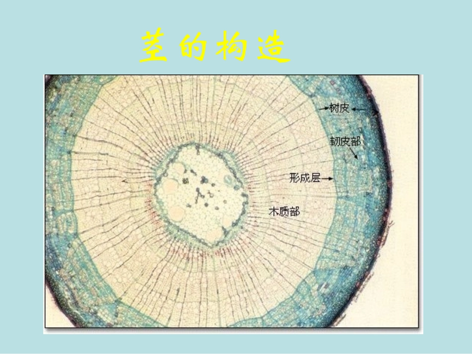 茎的构造和作用_第2页