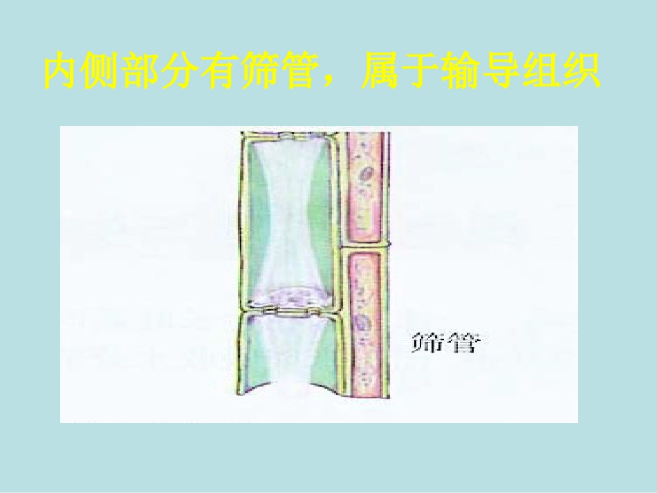 茎的构造和作用_第3页