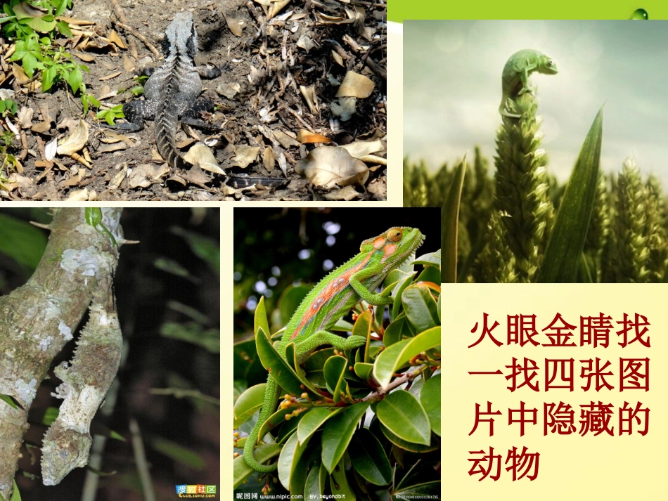 16.变色龙_第2页