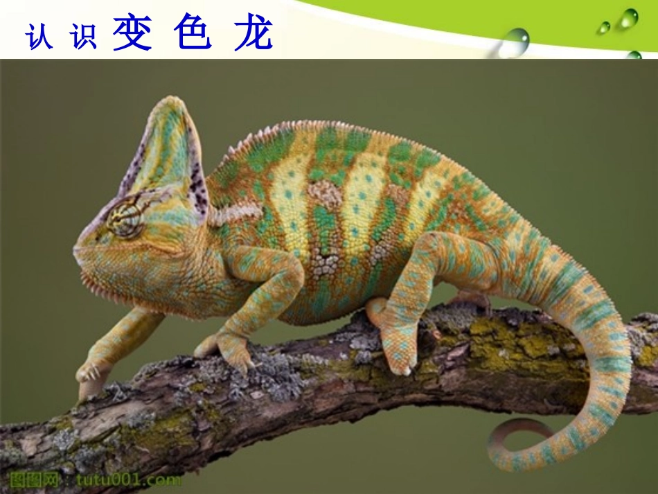 16.变色龙_第3页