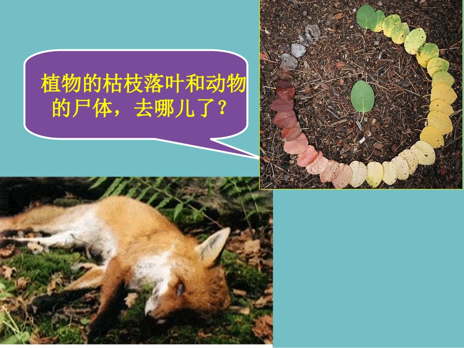 第三节原核生物姐_第2页