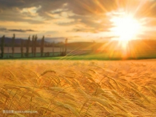 13我给奶奶送阳光