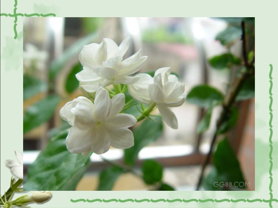 茉莉花(一)_第3页