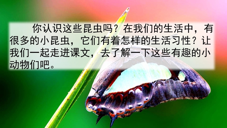 4昆虫备忘录-(3)_第2页