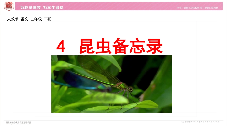4昆虫备忘录-(3)_第3页