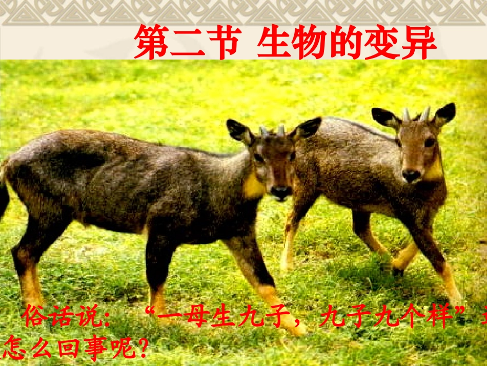 第2节生物的变异_第2页