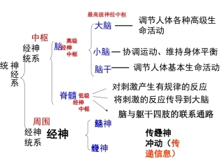 第三节神经调节的基本方式-(4)