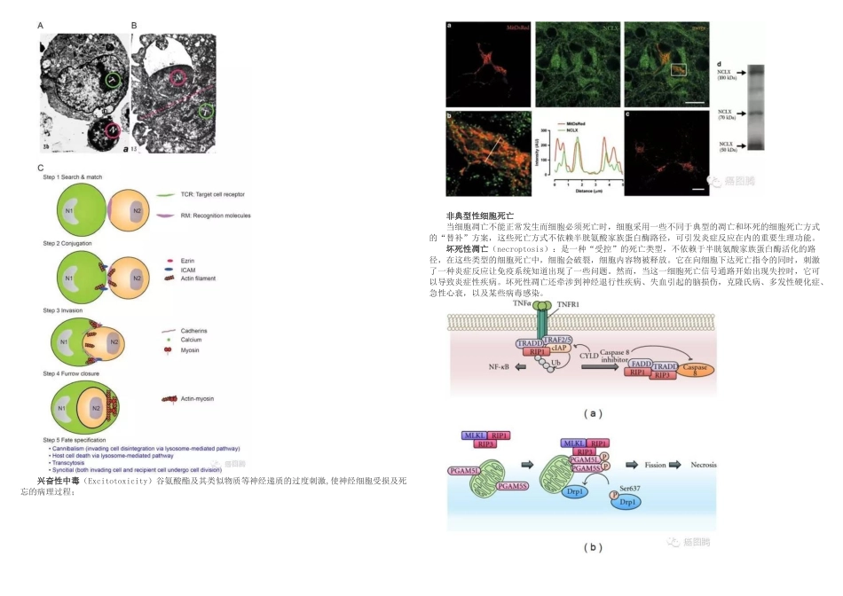 细胞的N种死法_第3页