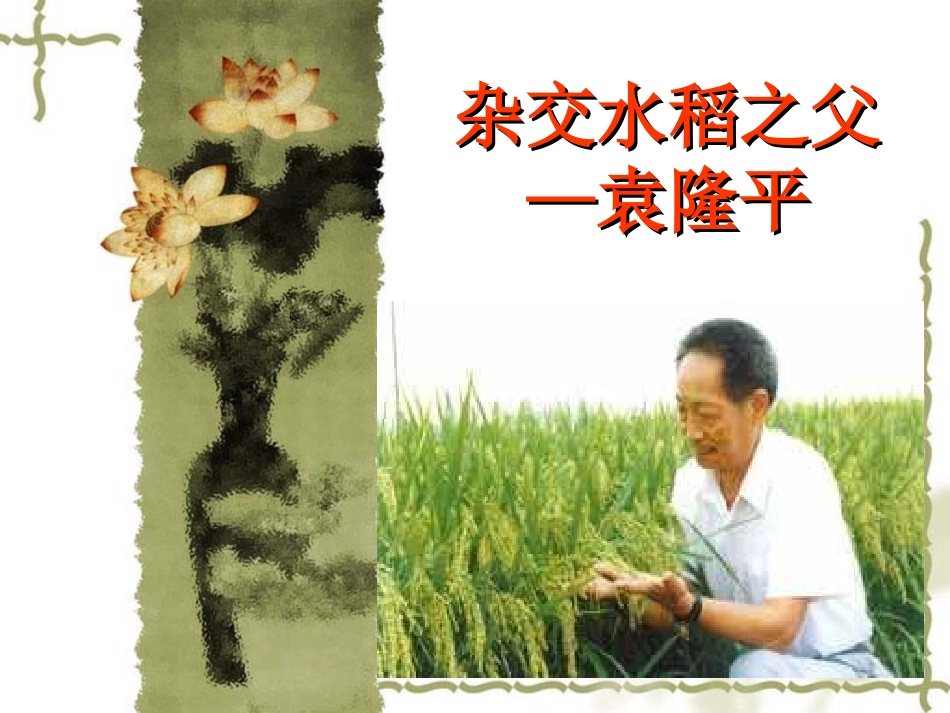 11.杂交水稻之父——袁隆平_第1页