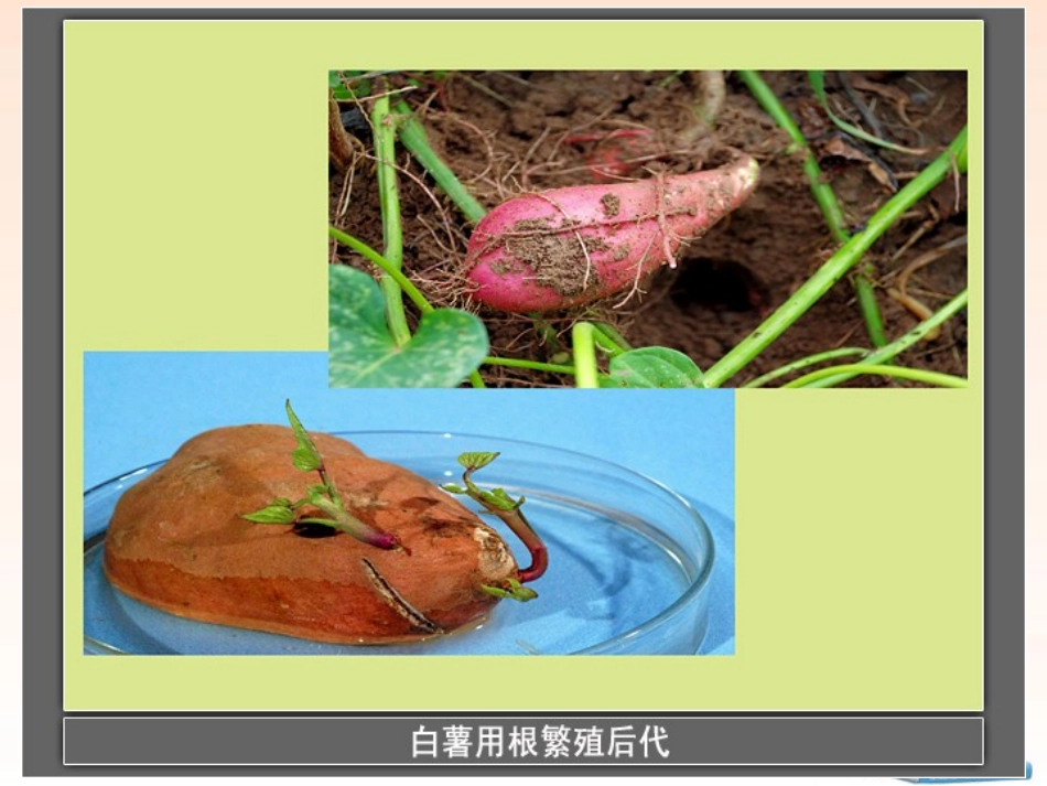 种植我们的植物_第2页