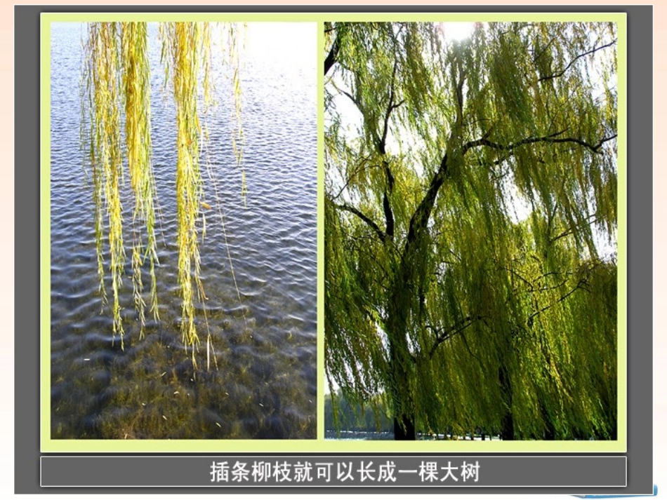 种植我们的植物_第3页
