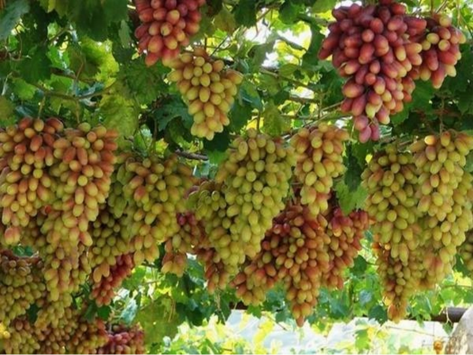 11葡萄沟-(3)_第3页