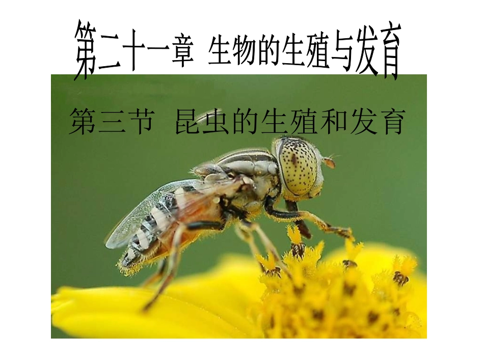 第三节昆虫的生殖与发育_第1页