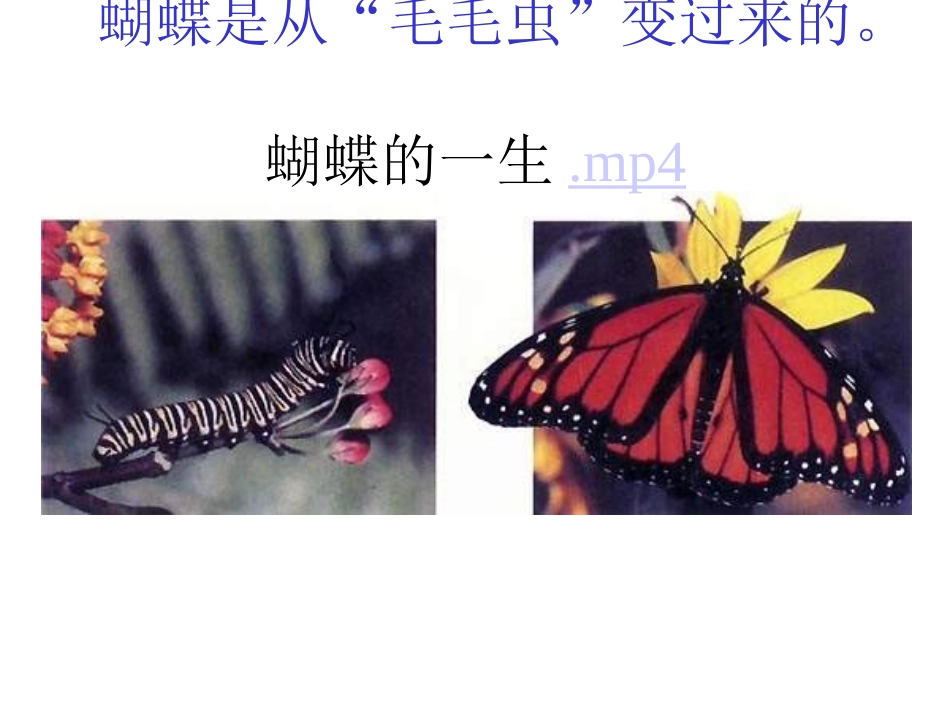 第三节昆虫的生殖与发育_第3页