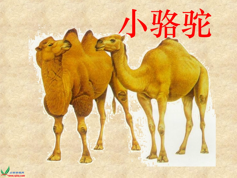 (演唱)小骆驼_第2页