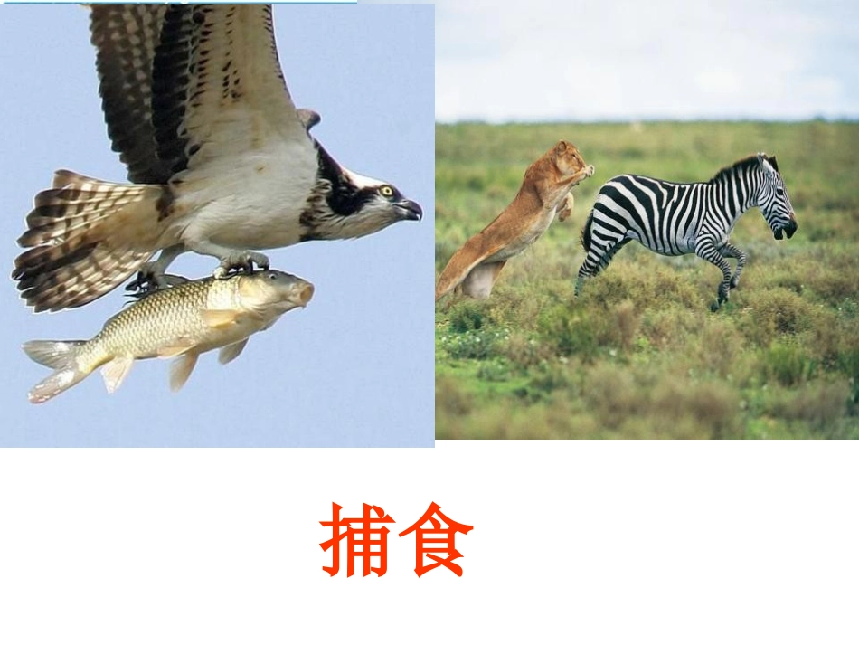 5.2.1动物的运动-(1)_第3页