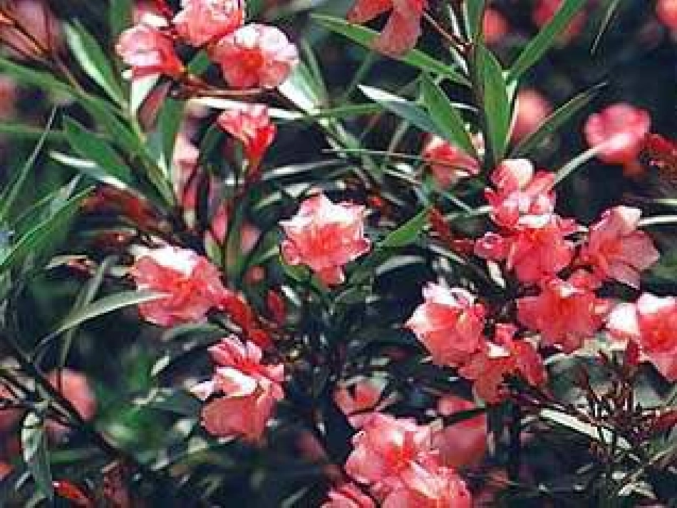 课件《19夹竹桃》_第1页