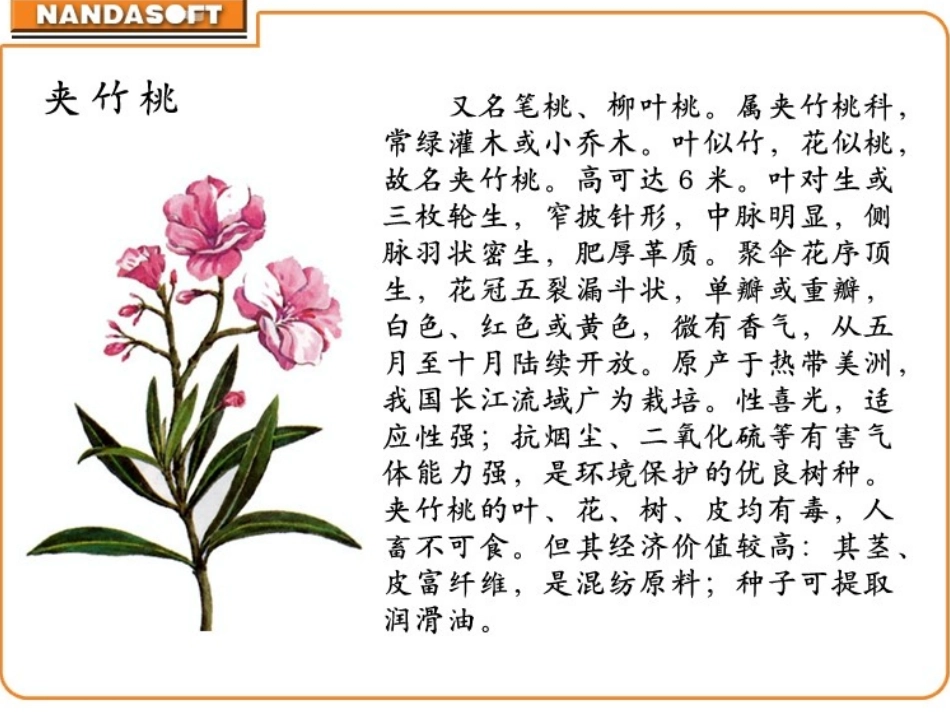 课件《19夹竹桃》_第3页