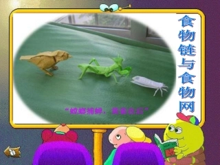食物链与食物网