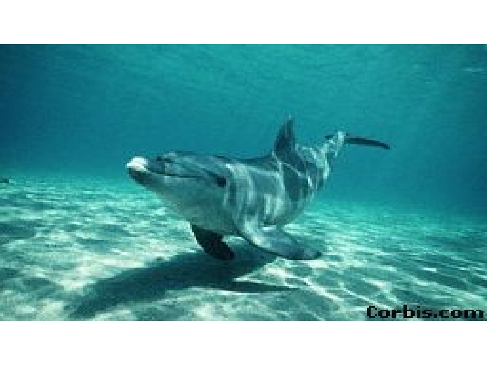 第1节水中的动物-(3)_第1页