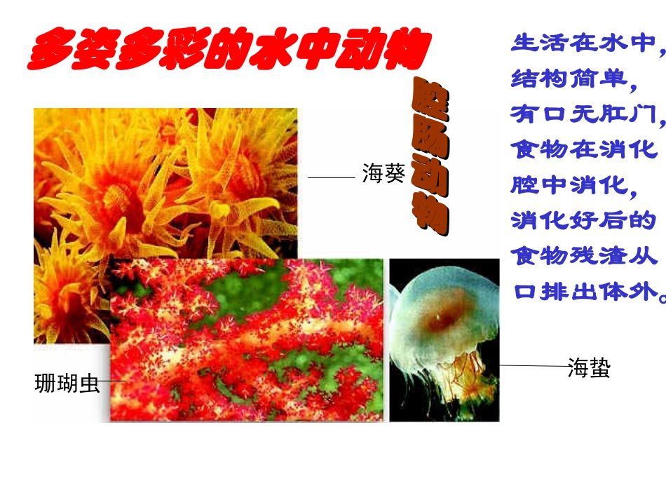第1节水中的动物-(3)_第3页