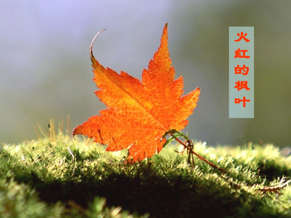 火红的枫叶2_第2页