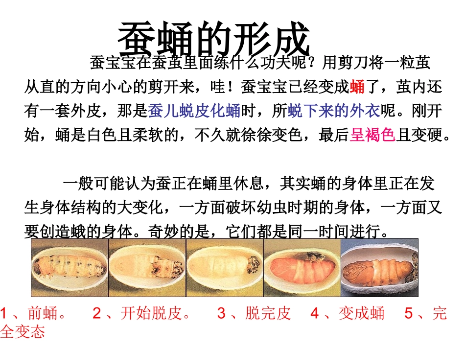 2.3蚕变了新模样PPT三下_第2页