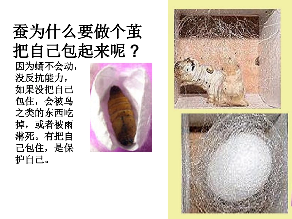 2.3蚕变了新模样PPT三下_第3页