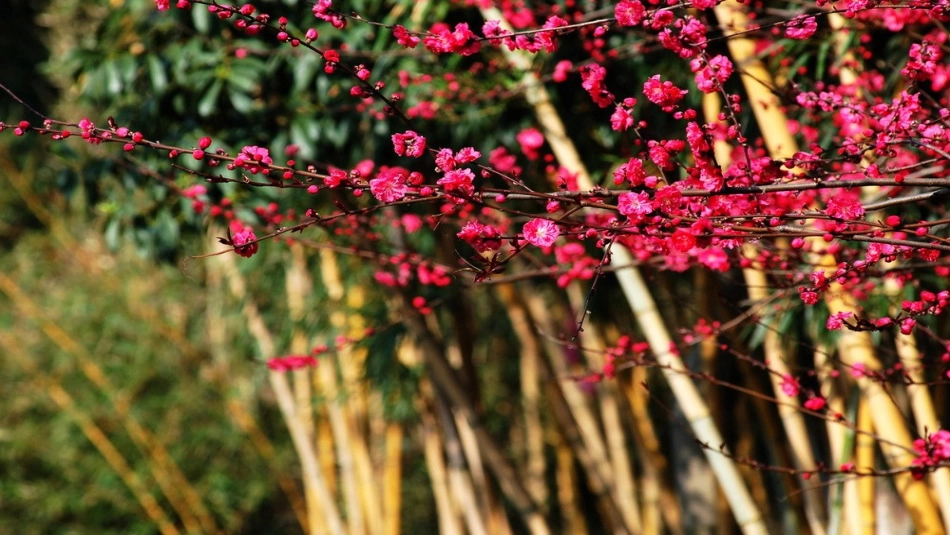 3植物妈妈有办法_第2页