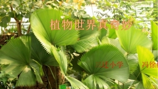 3植物妈妈有办法