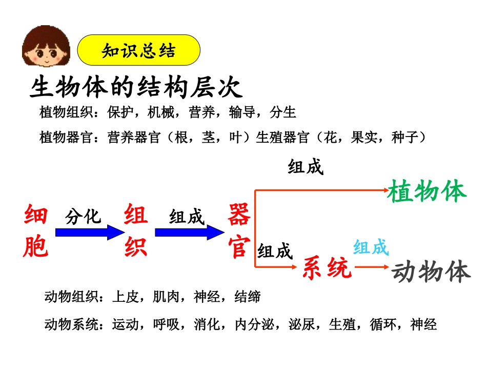 第三节-只有一个细胞的生物体_第2页