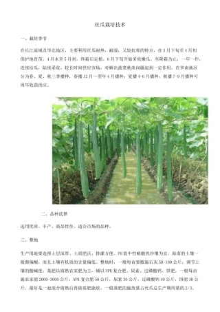 丝瓜栽培技术
