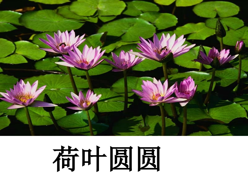 《荷叶圆圆》PPt_第1页