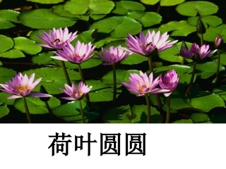 《荷叶圆圆》PPt