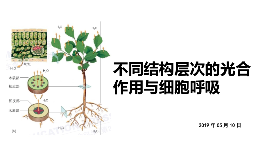 三细胞呼吸在生产、生活中的应用_第1页