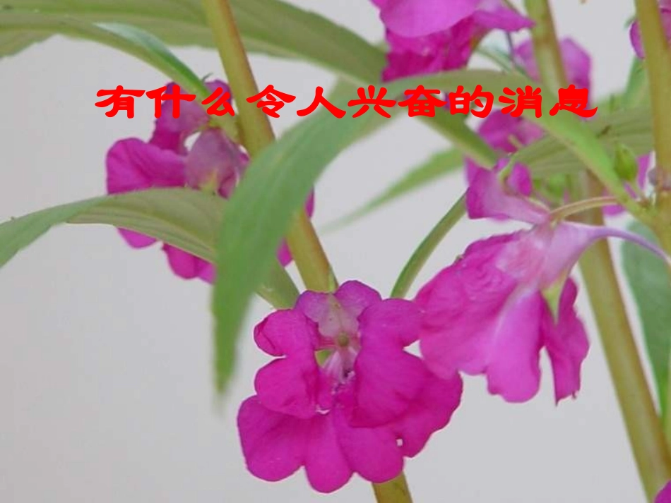 开花了-结果了_第2页